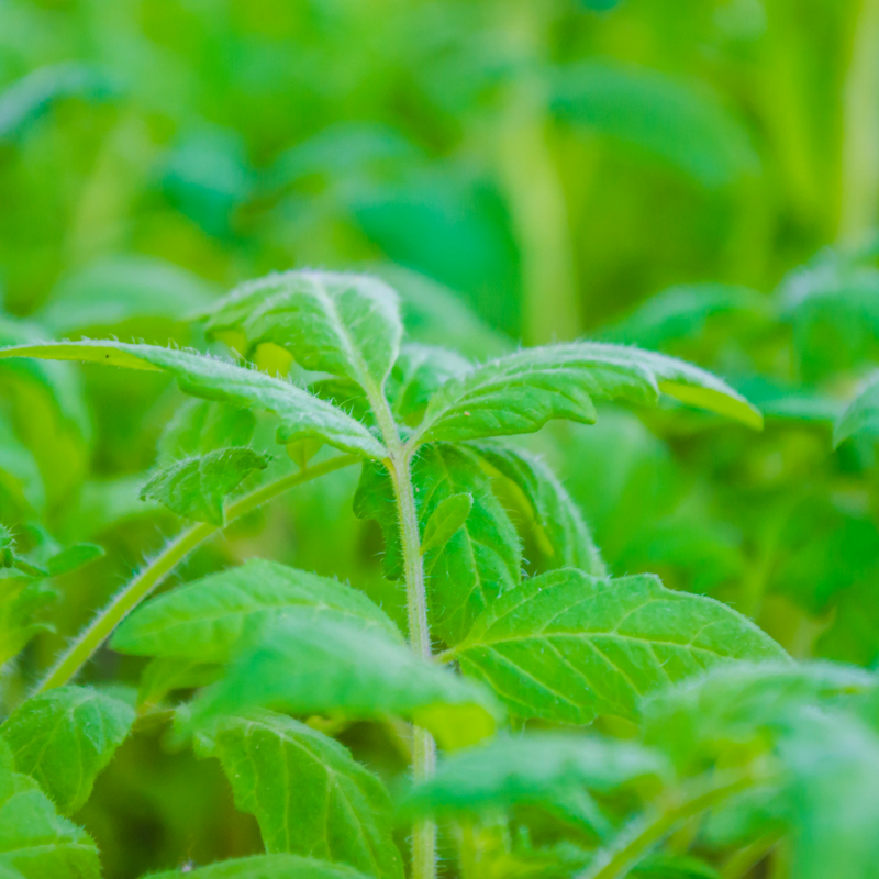 Beginning a Vegetable Garden