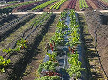 Small Farm and Greenhouse Products