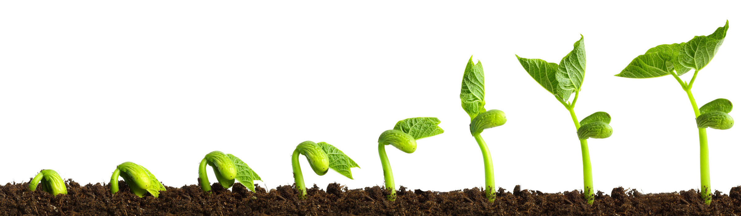 Mulch that Waters: Plastic Mulch &  Drip Irrigation Combined