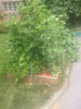 Home Garden - Plastic Mulch & Drip Irrigation System For Raised Beds And Home Gardens: Starter Systems