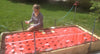 Home Garden - Plastic Mulch & Drip Irrigation System For Raised Beds And Home Gardens: Starter Systems